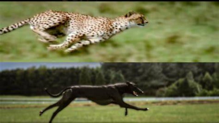 Who is faster greyhound or cheetah?