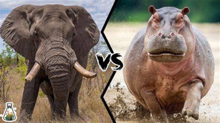 Who wins hippo or elephant?