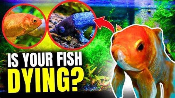 Why are all my saltwater fish dying?