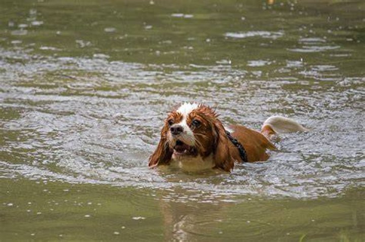 Why are dogs so good at swimming?