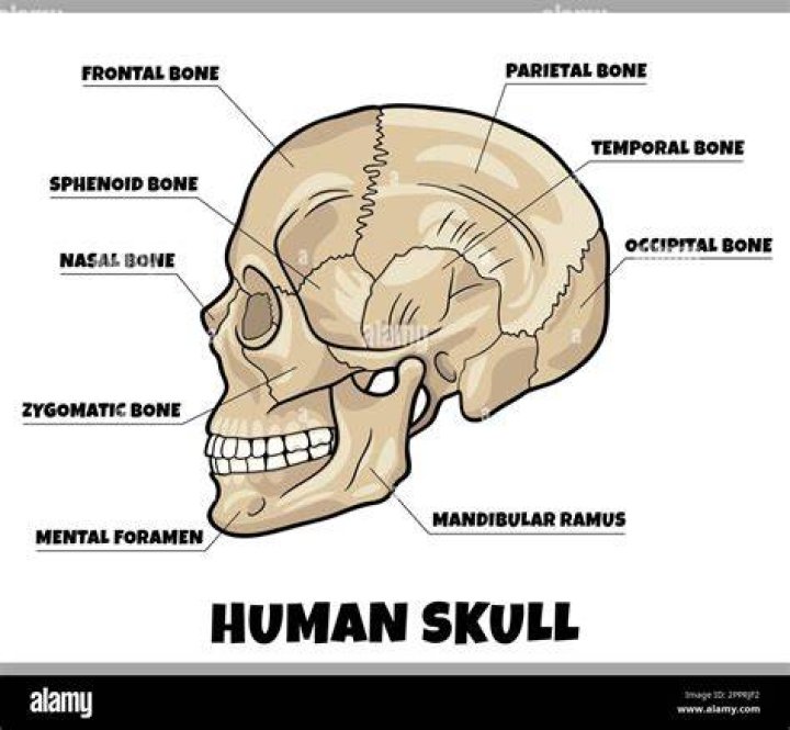Why are skull bones kept in the stomach?