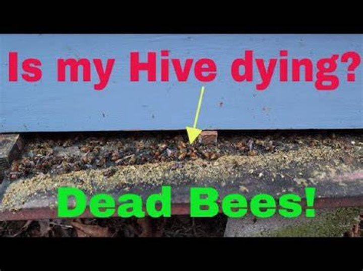 Why are there dead bees outside my hive?