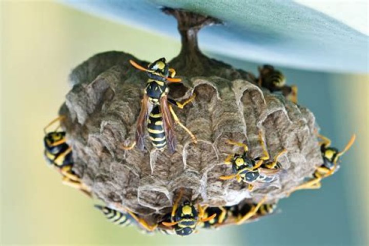 Why are there so many wasps in 2021?