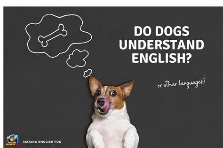 Why can't dogs talk English?