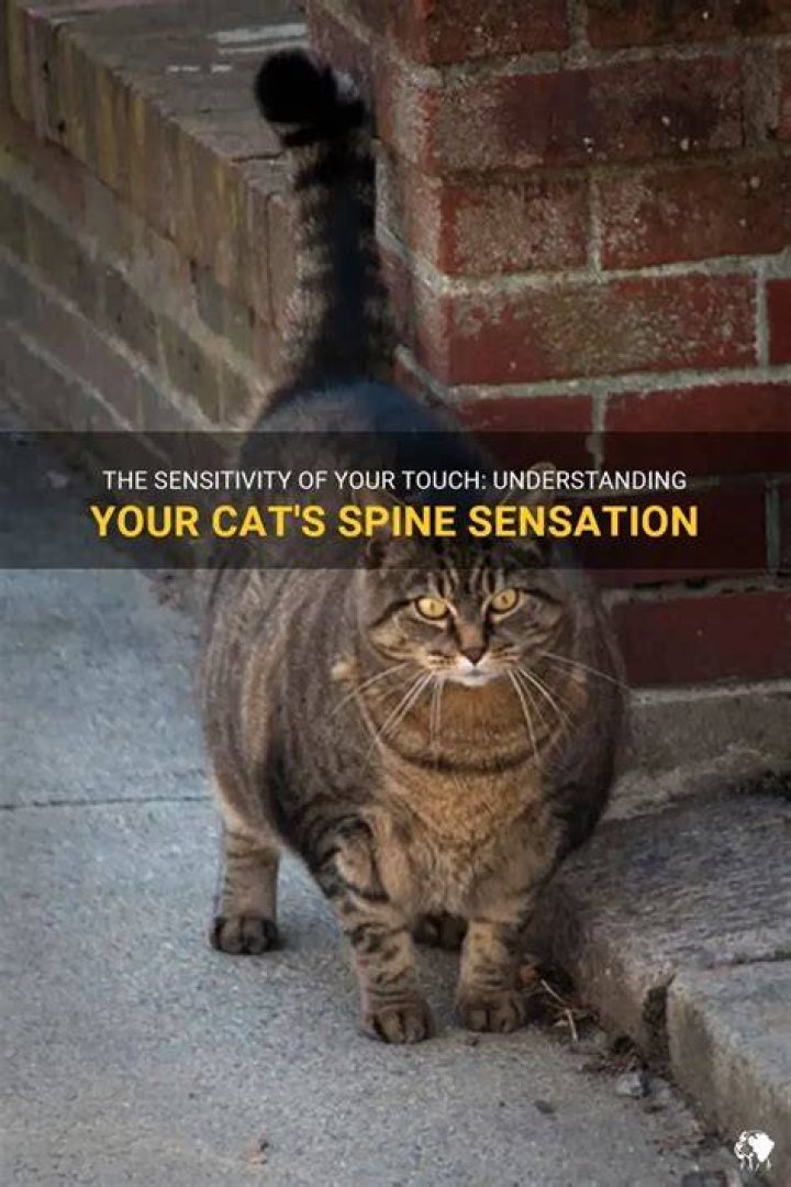 Why can I suddenly feel my cats spine?