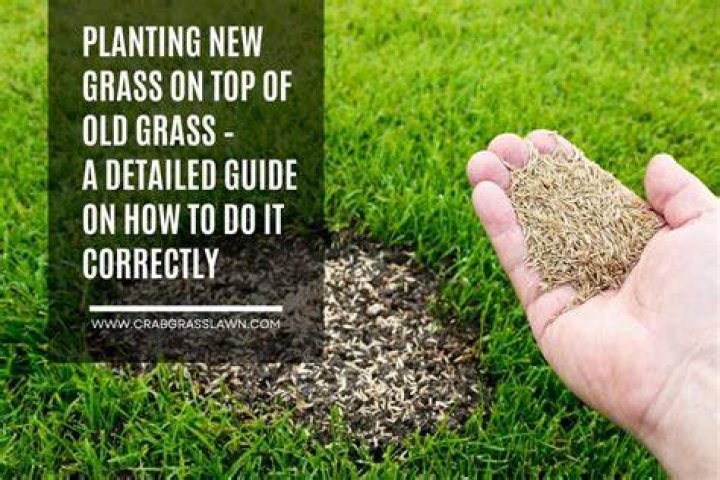 Why did my grass go to seed?