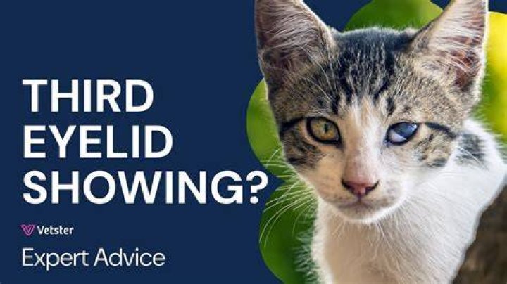 Why do cats have 3 eyelids?