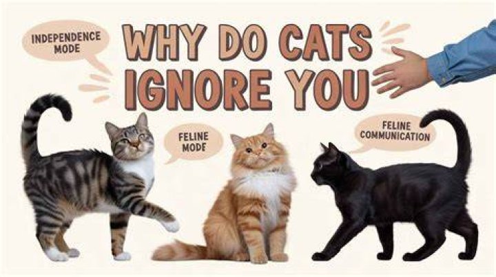 Why do cats ignore you?