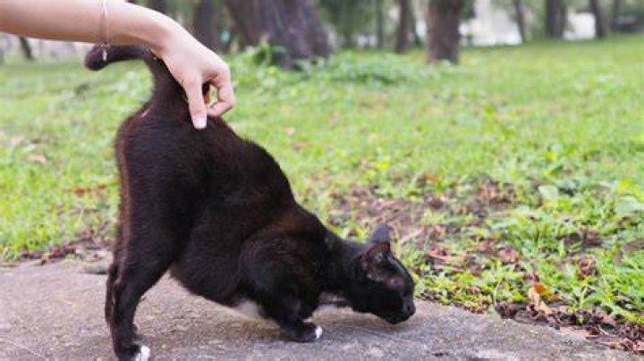 Why do cats like their butt scratched?