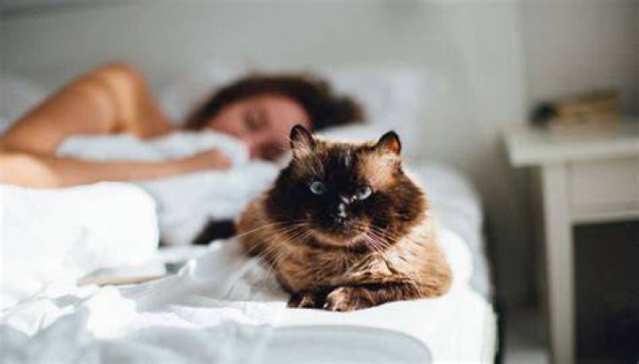 Why do cats like to sleep next to their owners?