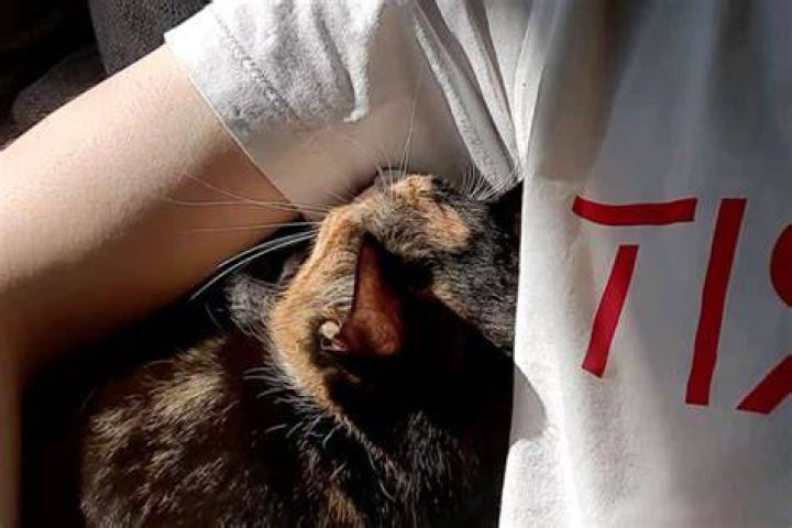 Why do cats love armpits?