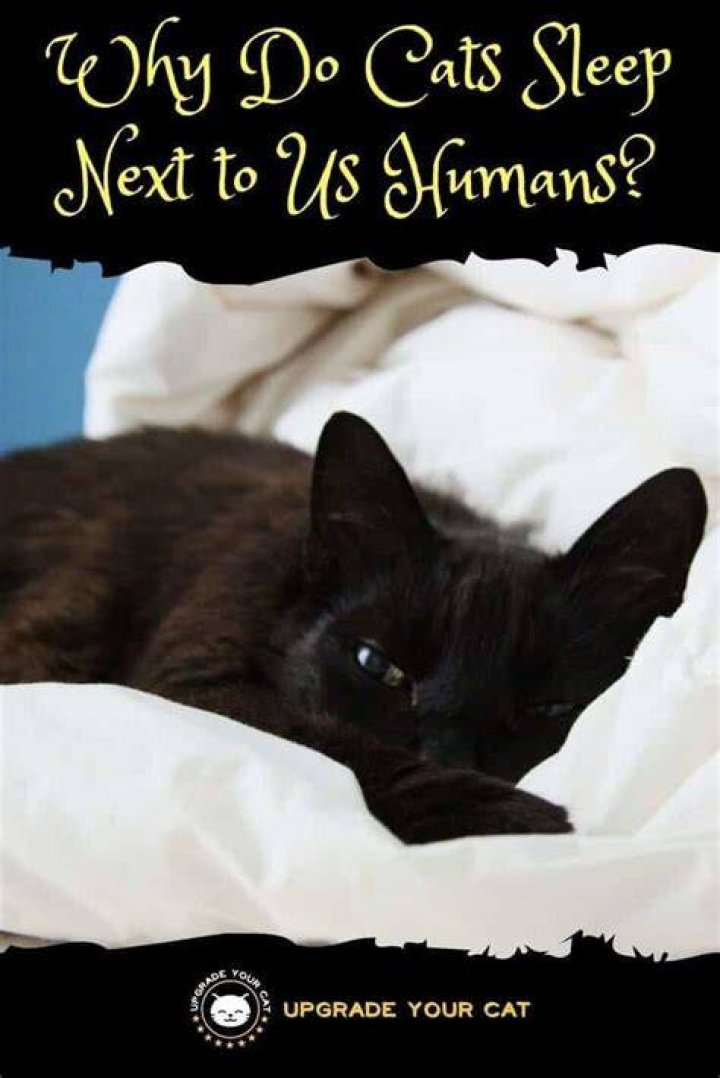 Why do cats sleep with humans?