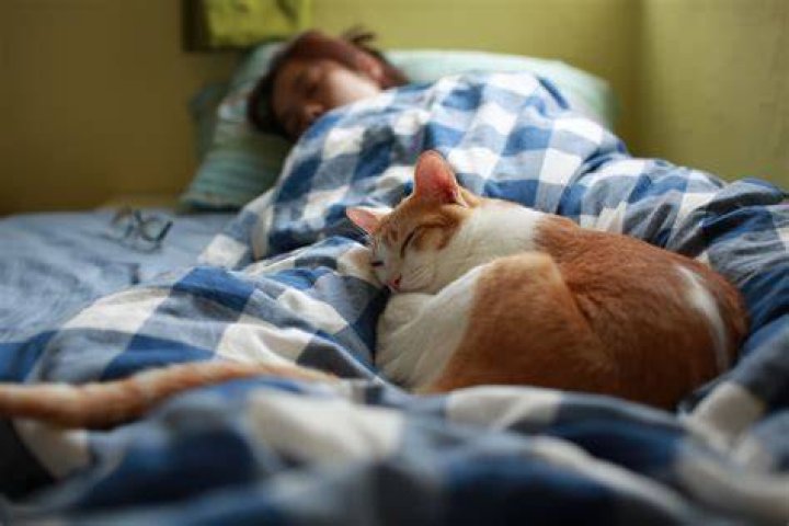 Why do cats sleep with their owners?