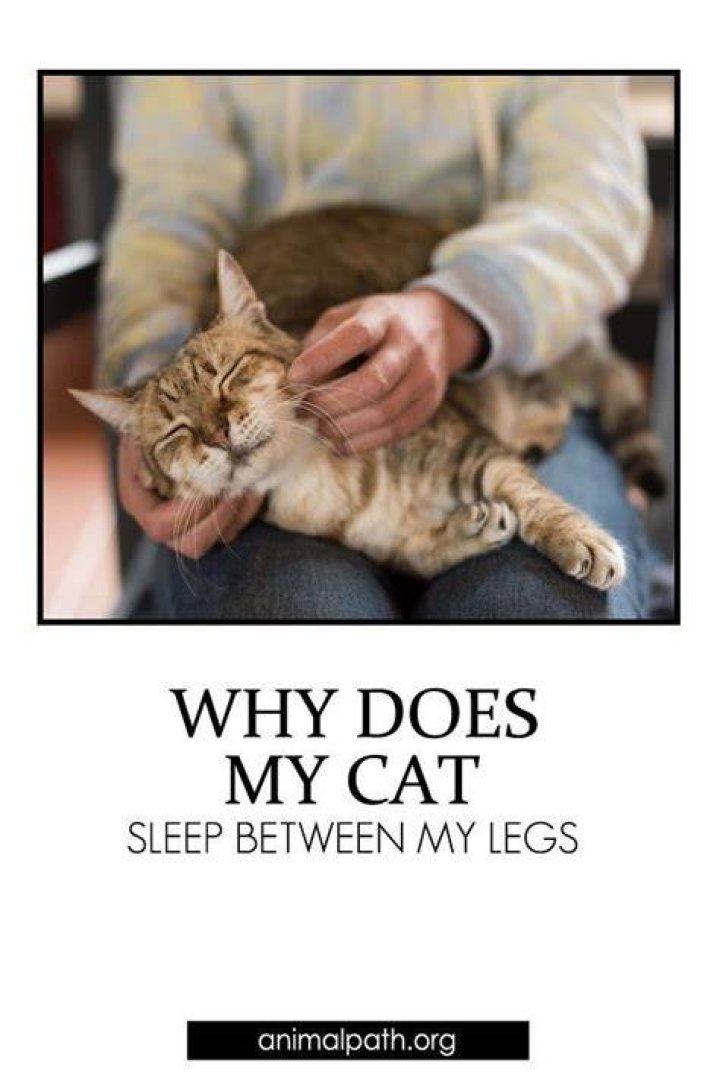 Why do cats walk around your legs?