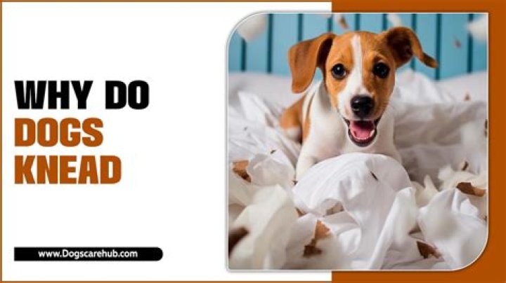 Why do dogs knead?