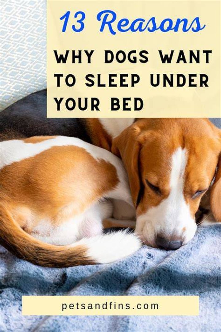 Why do dogs like to sleep on your bed?