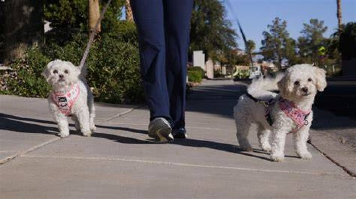 Why do dogs skip when they walk?