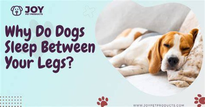 Why do dogs sleep between your legs?