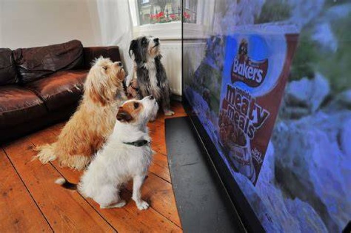 Why do dogs watch TV?