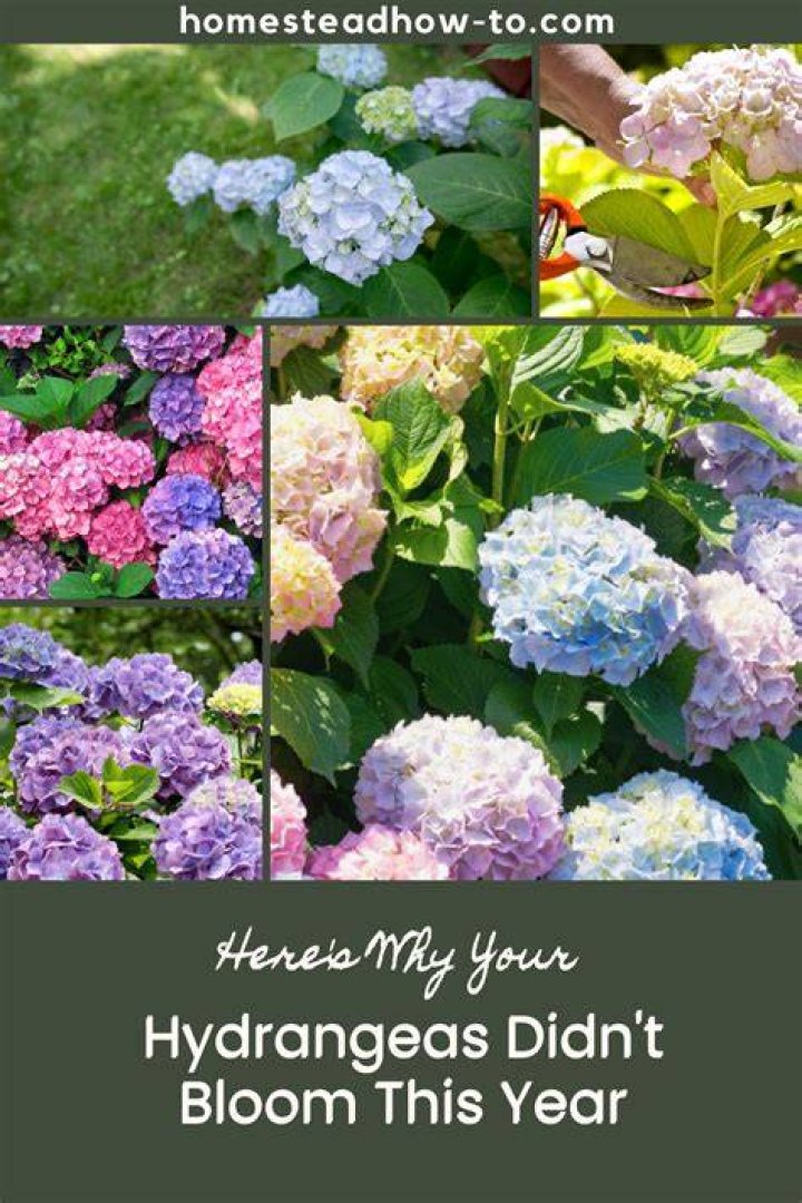 Why do hydrangeas not bloom?