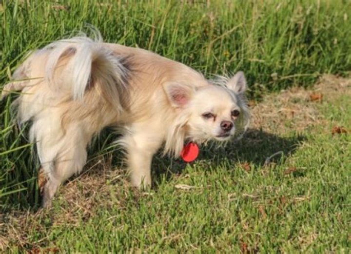 Why do male dogs lift their leg?
