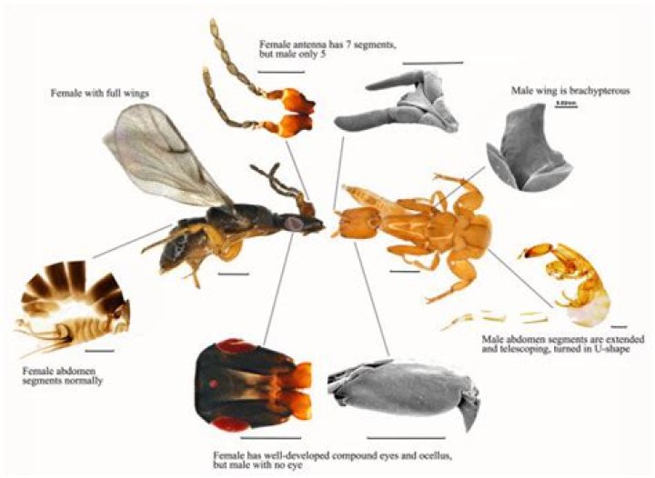 Why do male fig wasps emerge before females?