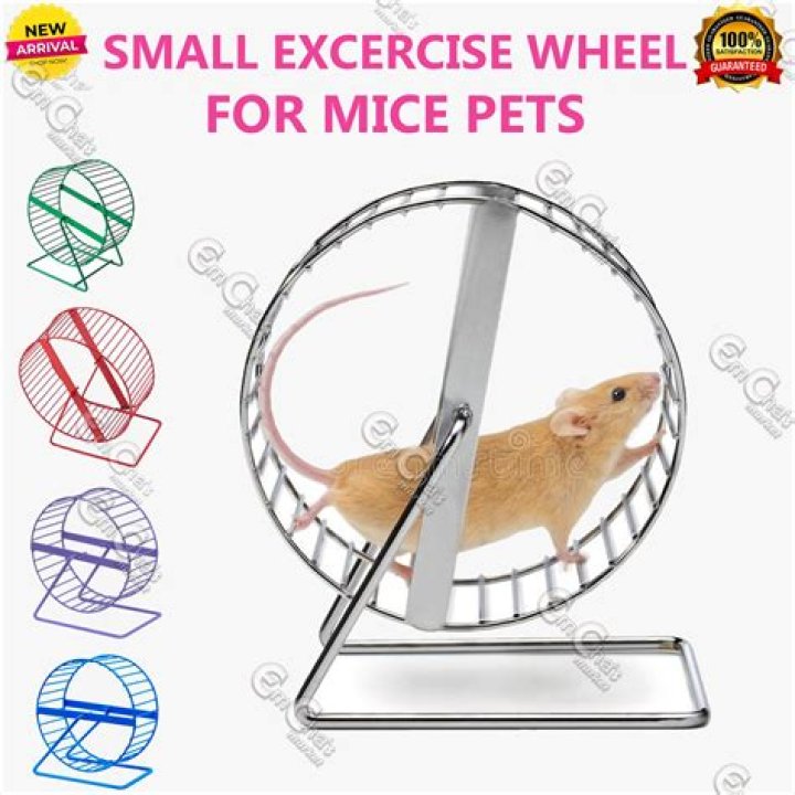Why do mice roll?