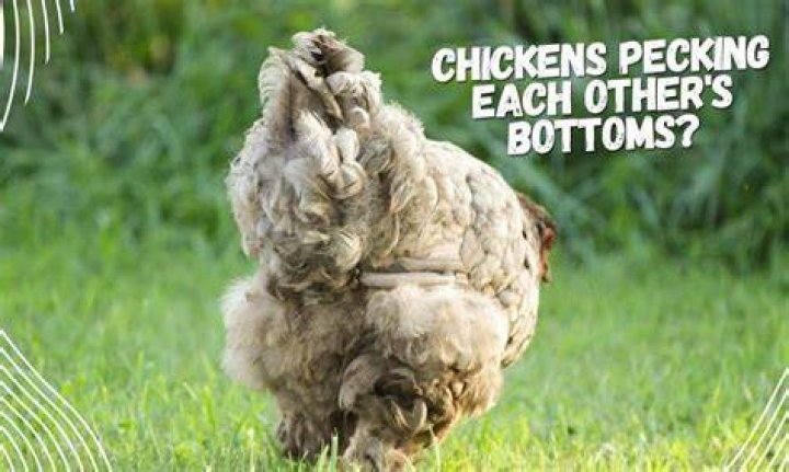 Why do my chickens peck at me?
