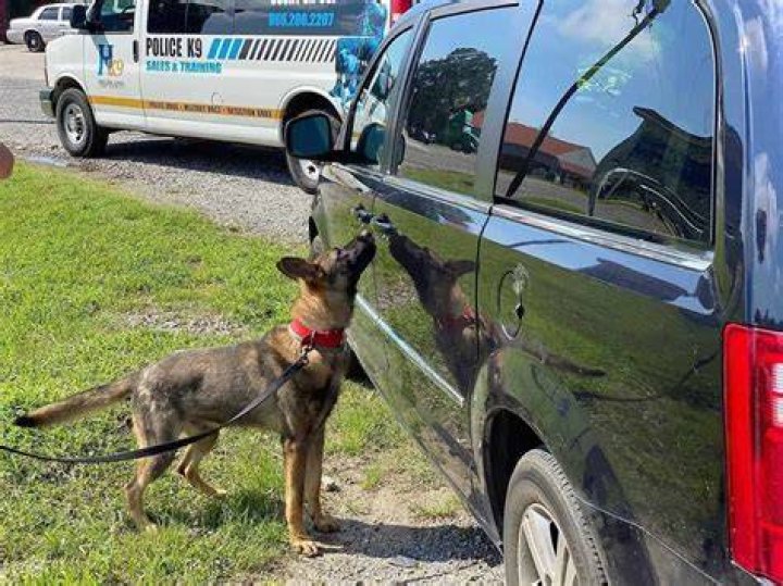 Why do police use German shepherds?