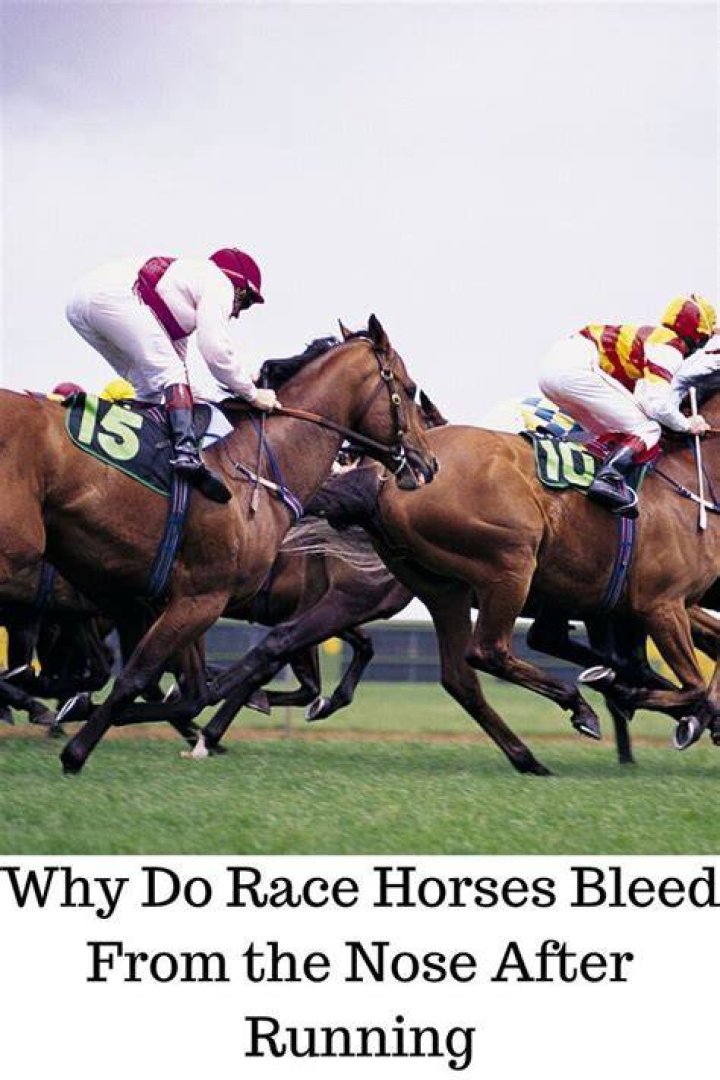 Why do race horses bleed from the nose?