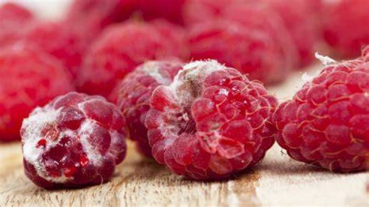 Why do raspberries spoil so fast?