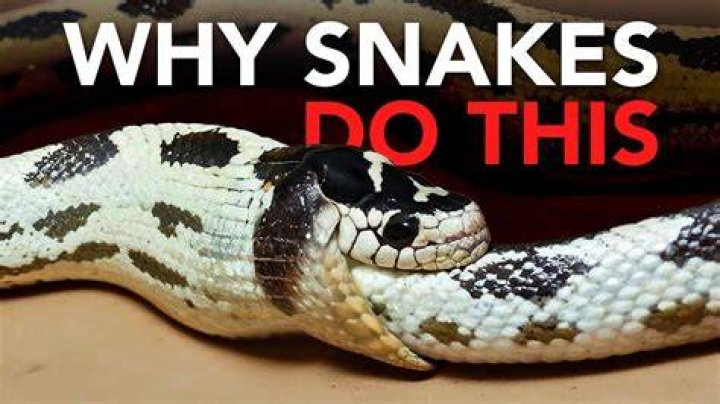 Why do snakes wag their tail?