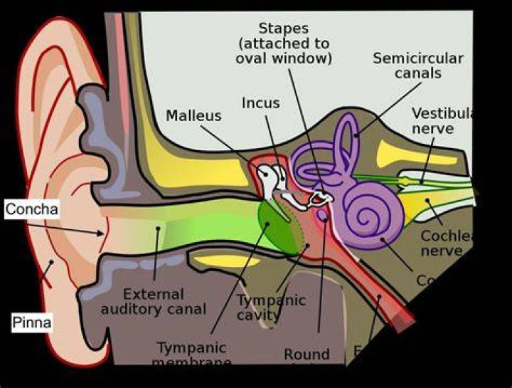 Why do we hear sound in silence?