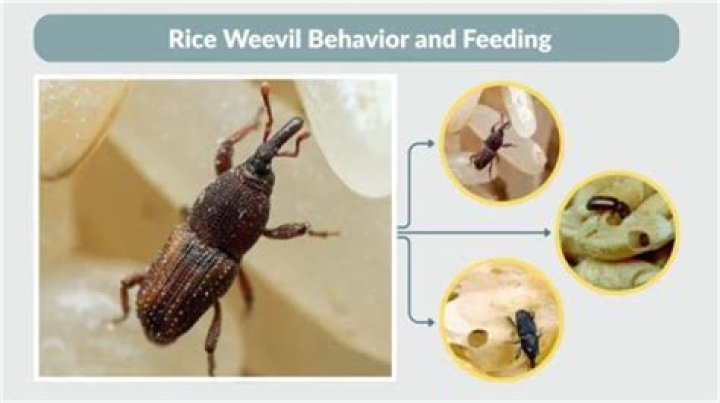 Why do weevils get in rice?
