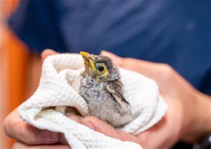Why do you think Karana adopted the two baby birds What did she name them?
