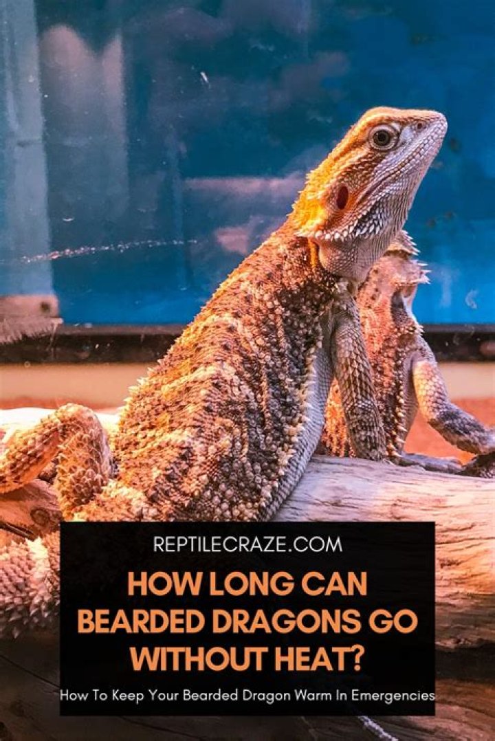 Why does my bearded dragon go flat?