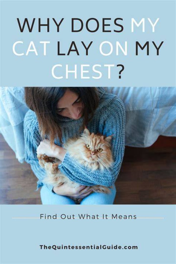 Why does my cat lay on my chest when I'm sad?