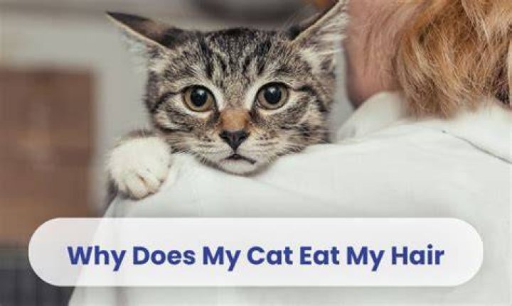 Why does my cat nestle in my hair?