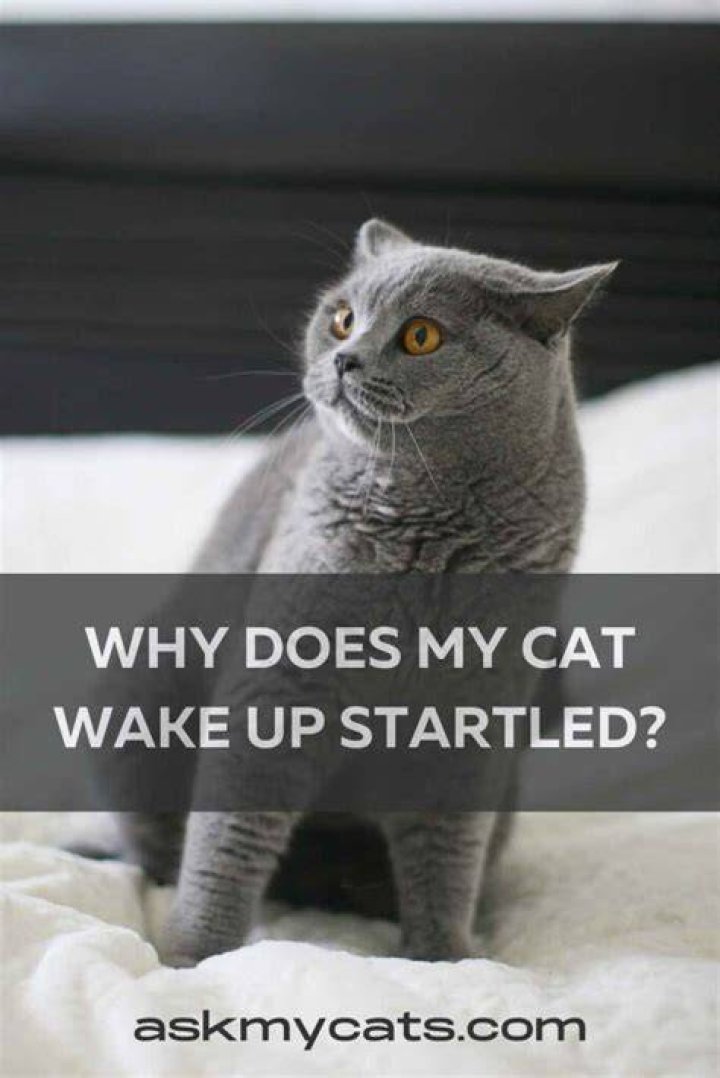 Why does my cat wake up when I leave the room?