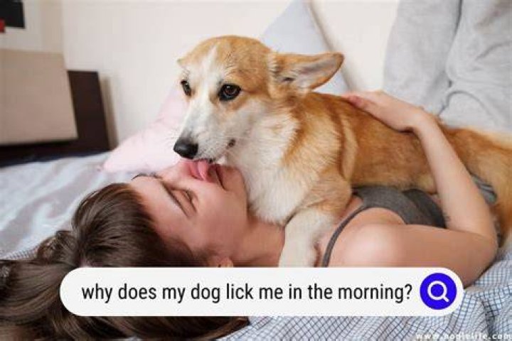 Why does my dog Bork?