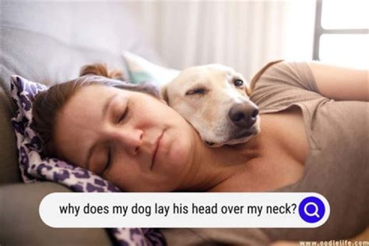 Why does my dog put his face in my face?