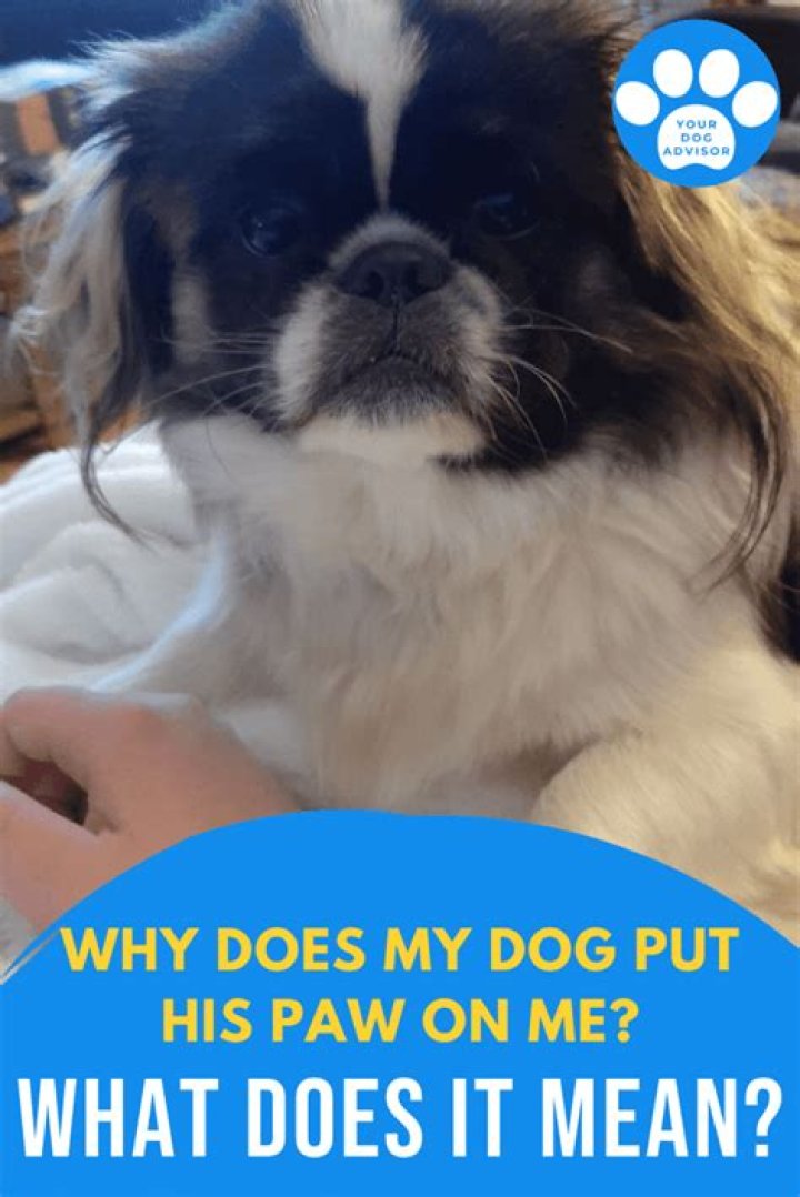 Why does my dog put his paw in his mouth?