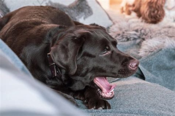 Why does my dog sound like he is coughing up a hairball?