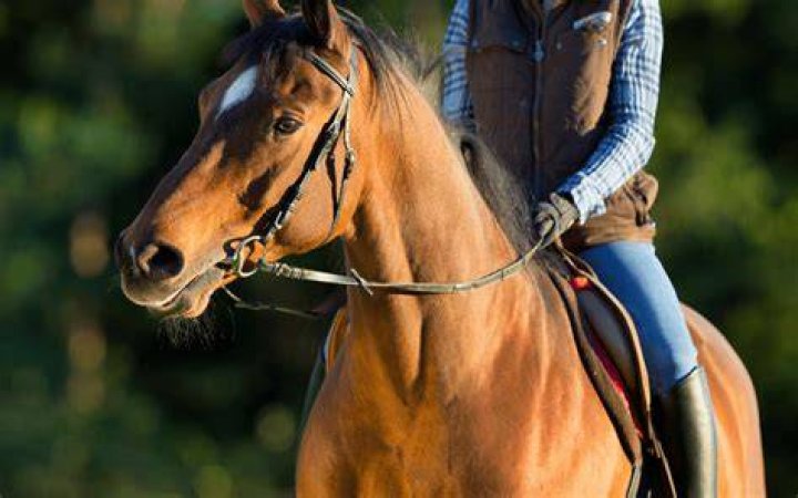Why does my horse open his mouth when riding?
