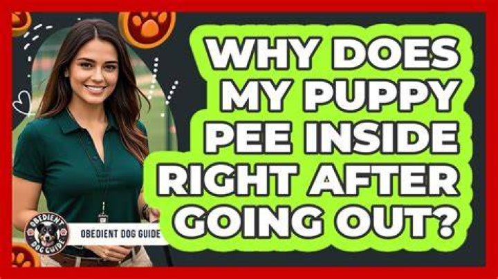 Why does my puppy pee inside right after going outside?