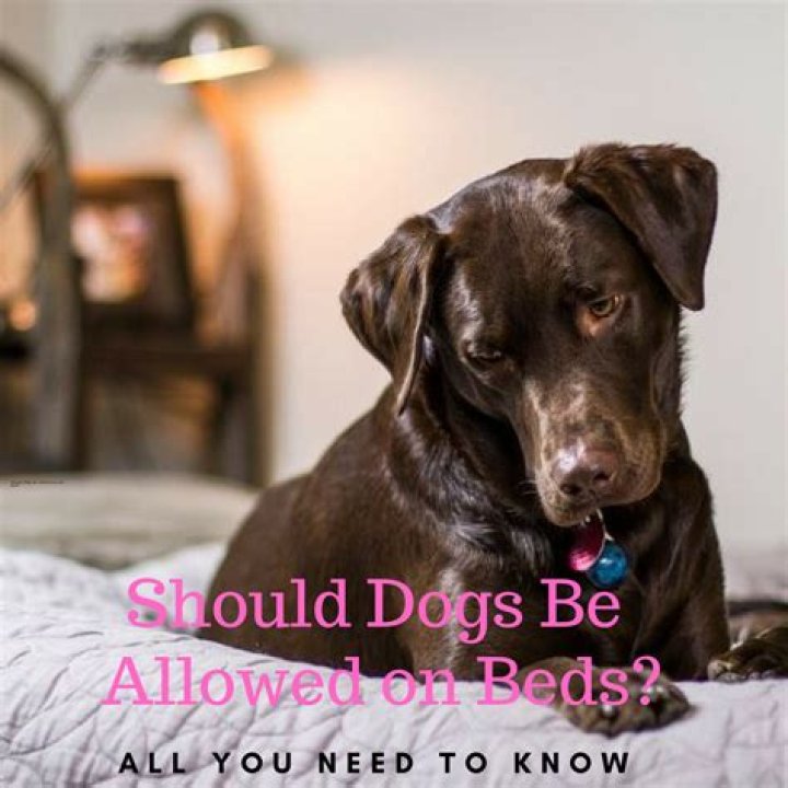 Why dogs should not sleep in your bed?