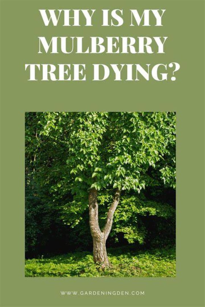 Why is a tree wet?