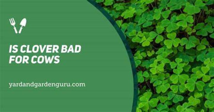Why is clover poisonous to cattle?