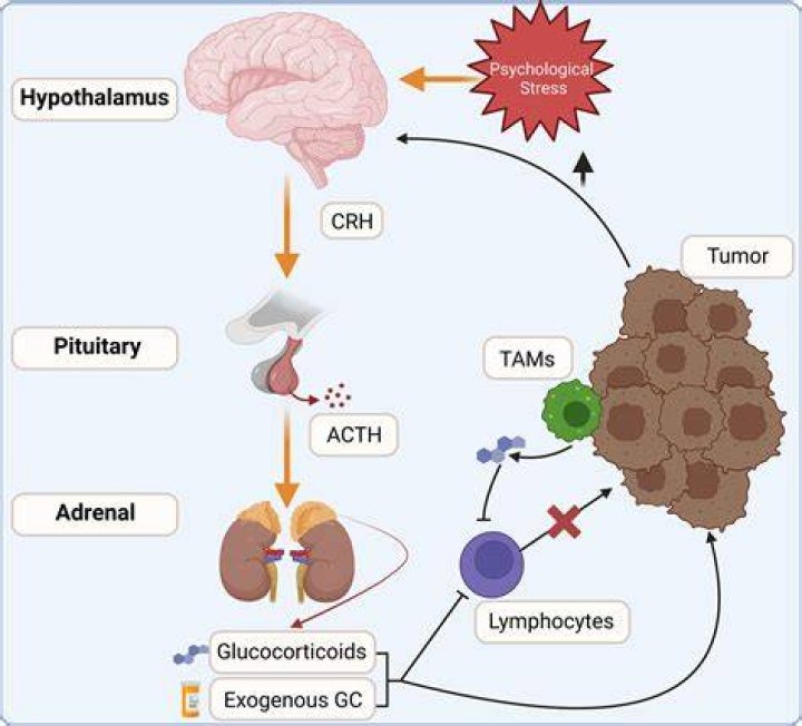 Why is dexamethasone given prior to chemo?