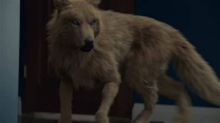Why is Elena the only werewolf?